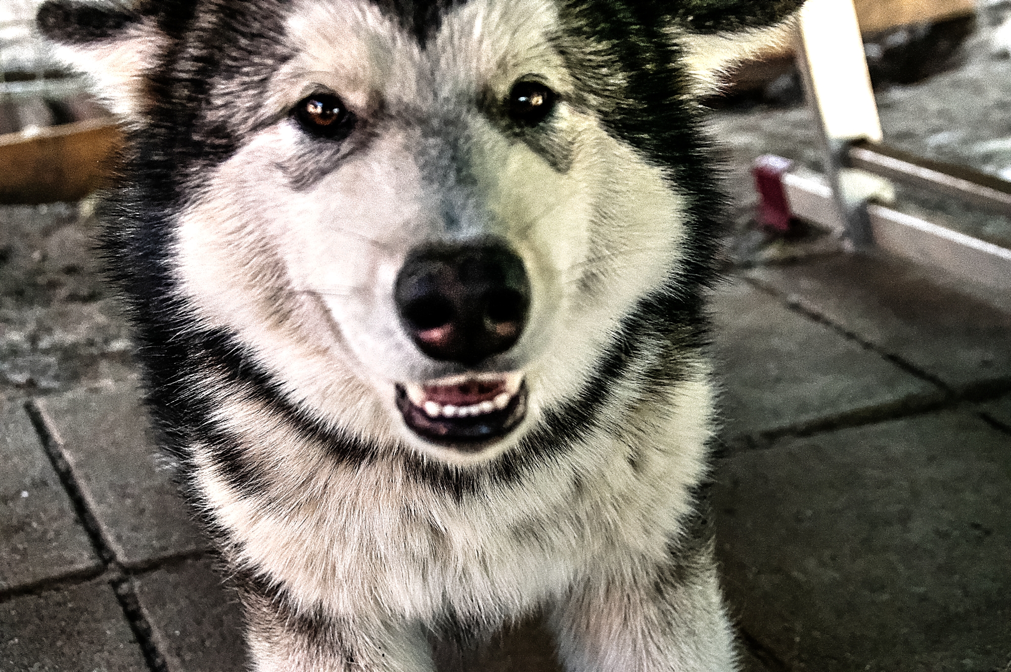 pellla_kennels_Enhanced-2