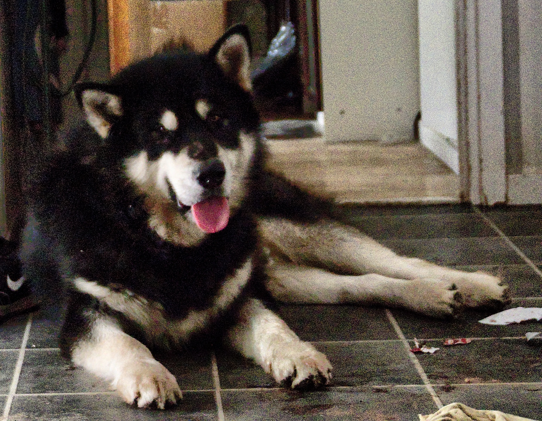 Oden_Kennel_cleaning