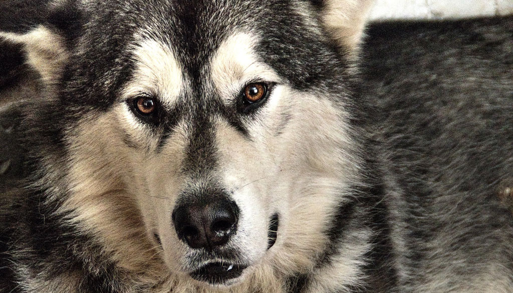 Thor_cleaning_day1024x585